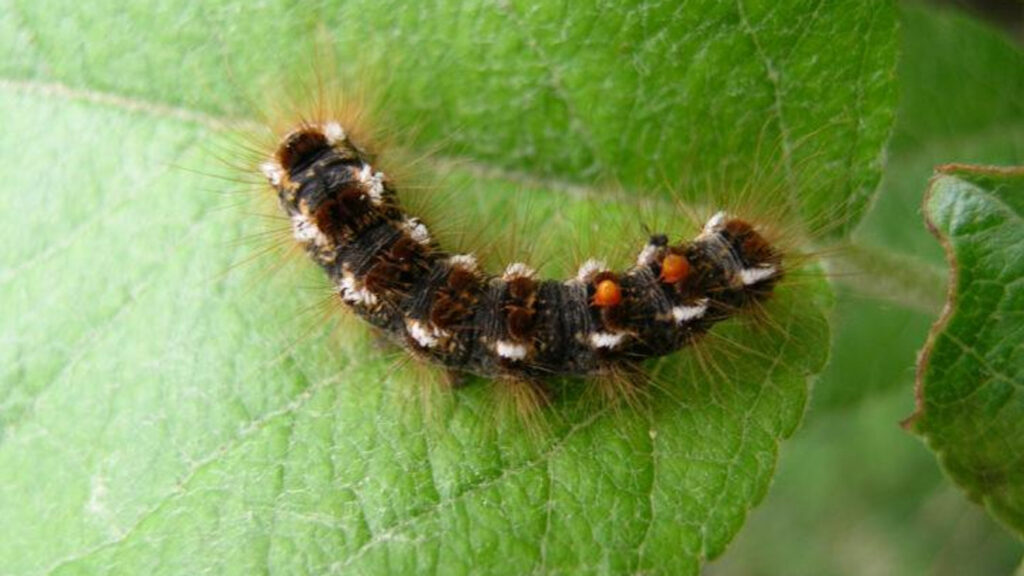 Browntail Moth Caterpillar